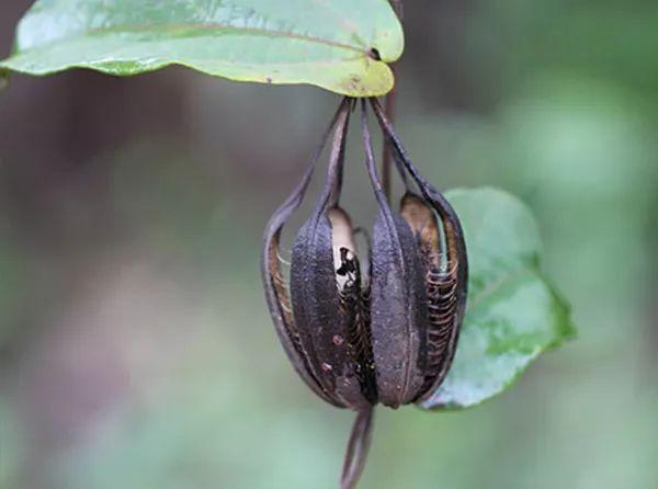 鬼灯喜欢饲养的金鱼草,现实中从事过哪些工作?