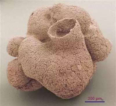 贵州始杯海绵化石.图片: zongjun yin / phys