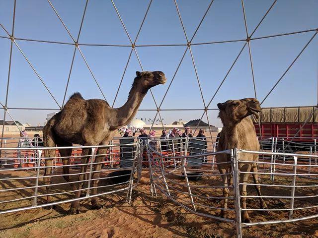 骑单峰骆驼的时候坐哪儿,是驼峰顶上吗?