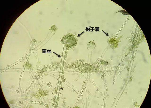 做酱酿酒造味增的独门秘方,就是它!