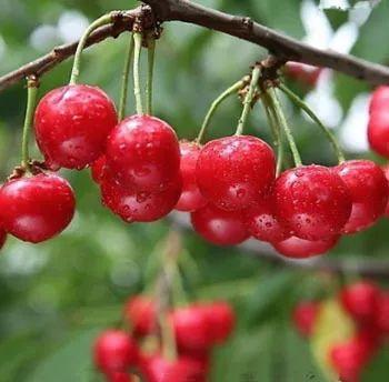 樱花结果吗?能吃吗?