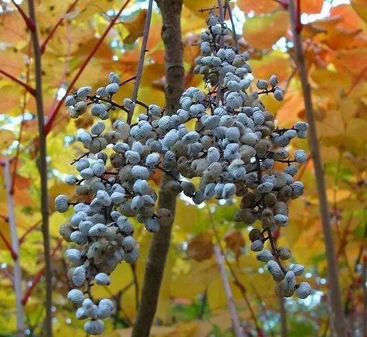 漆树的果实.图片:aomorikuma / wikimedia
