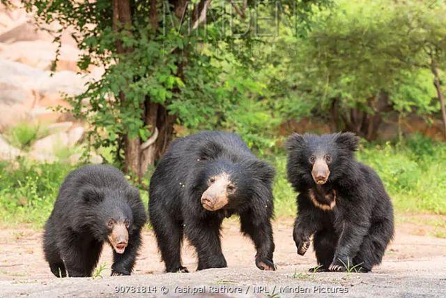 的针叶林和高寒地区,包括我国东北和西部高原;而亚洲黑熊喜欢"跑林"