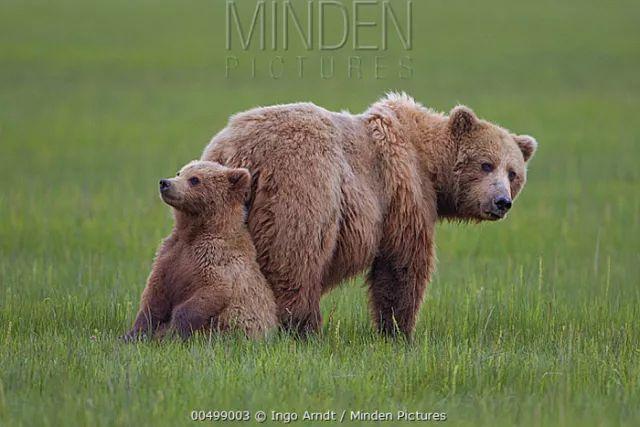 "熊孩子"最想要什么礼物?回家!