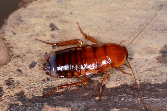 以杜比亚为代表的匍蠊科饲料蟑螂则是挖掘的好手,如果投喂的饲养缸里
