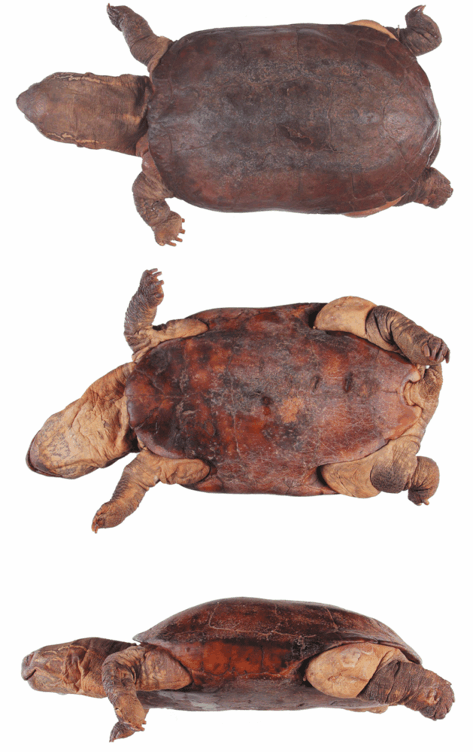 一只大头乌龟的三视图.图片:dana barth et al / salamandra(2003)