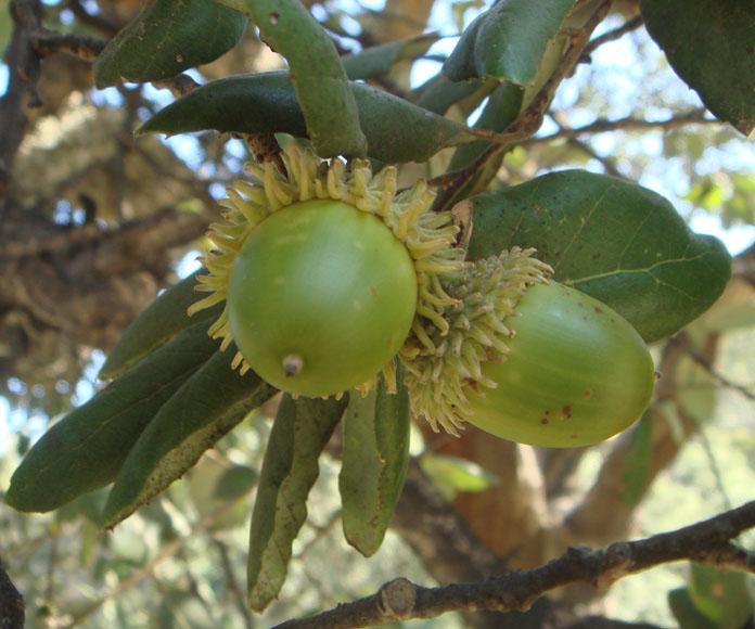 山毛榉科也称为壳斗科,这包裹着种子的,就是它们的壳斗了.