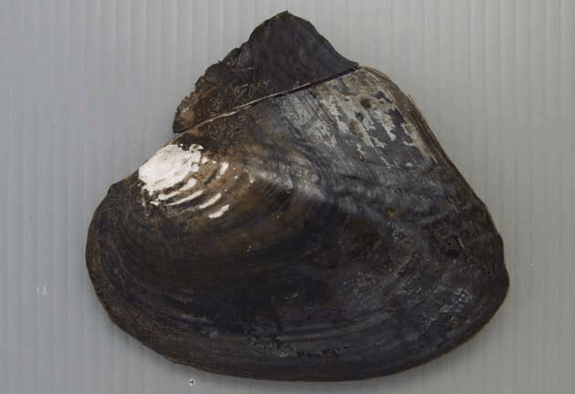 三角帆蚌.图片:zukan-bouz.com