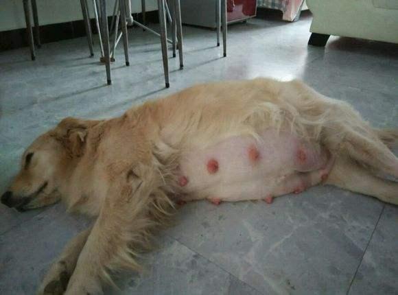 因着急出差 将待产金毛送回老家 结果意想不到