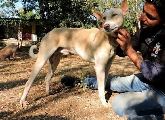 发现不知名动物 看到人主动亲近