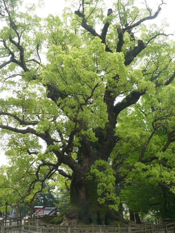 世界上最大的樟树图片