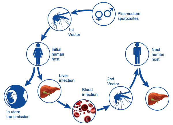 疟疾传播路径.图片:euroclinix.net