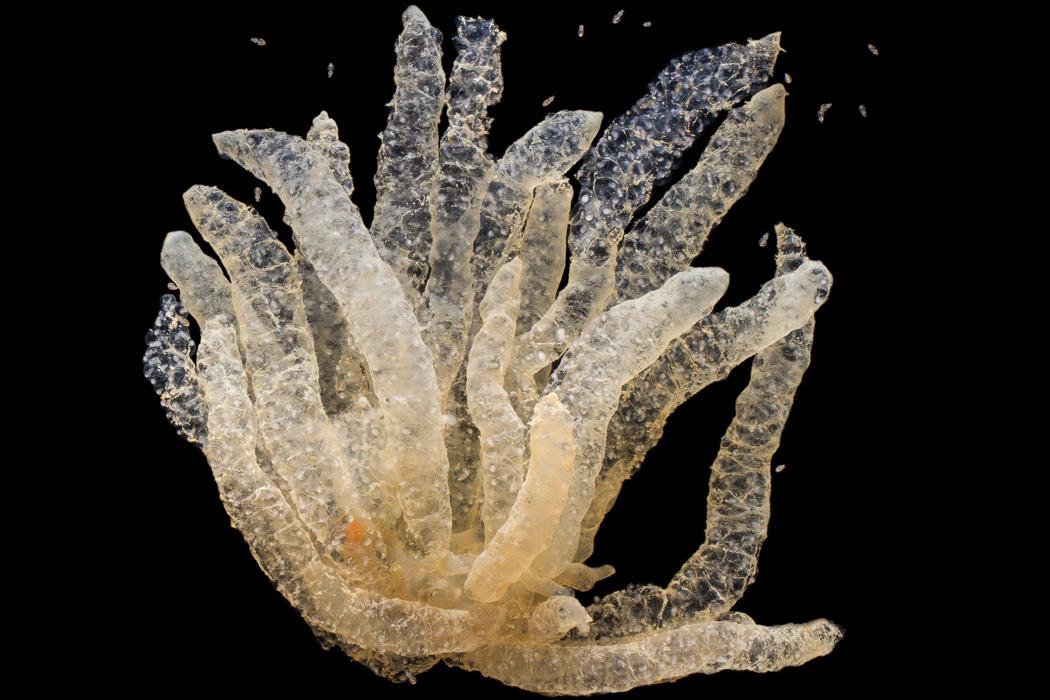 研究表明,枪乌贼幼体的主要食物来源是磷虾和箭虫;而稍大些的个体会