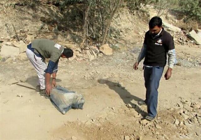 发现不知名动物 看到人主动亲近