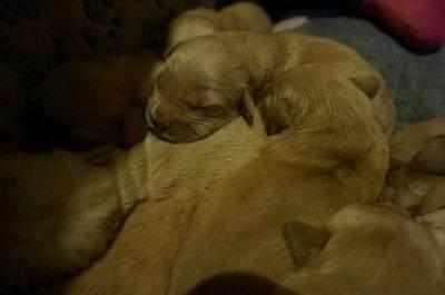 因着急出差 将待产金毛送回老家 结果意想不到