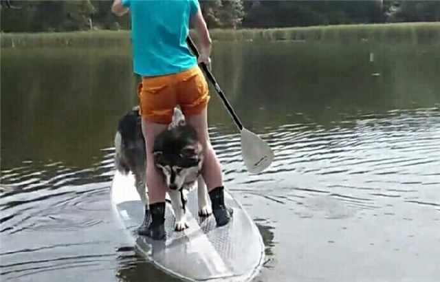 带阿拉斯加划船 结果成了落汤鸡