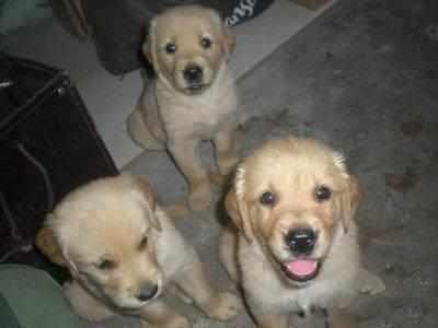 因着急出差 将待产金毛送回老家 结果意想不到