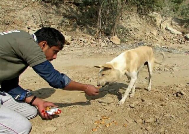 发现不知名动物 看到人主动亲近