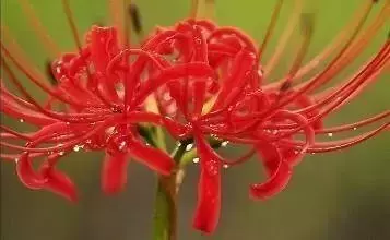 揭秘：古代蒙汗药是什么制成的