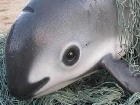 剩不到30只，海中熊猫濒临绝种，恐怕即将跟世界说永别了