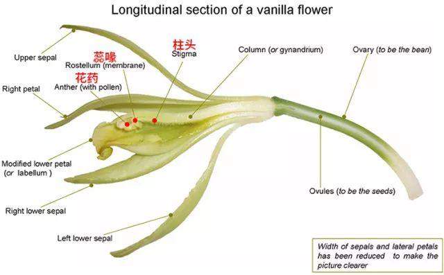 大花蕙兰的结构解剖图图片