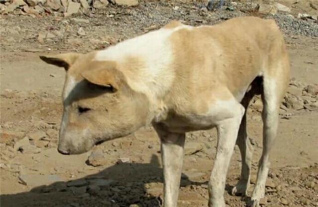 发现不知名动物 看到人主动亲近