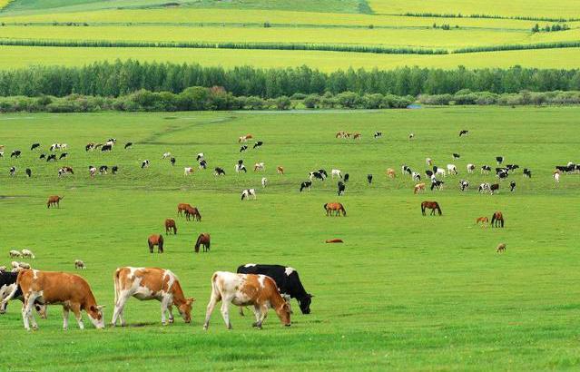 老外: 为什么在沙俄到来之前, 中国没有占领西伯利亚?