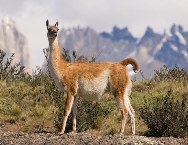 剃了毛的"神兽"羊驼, 你可曾见过? - acfun弹幕视频网 - 认真你就输啦