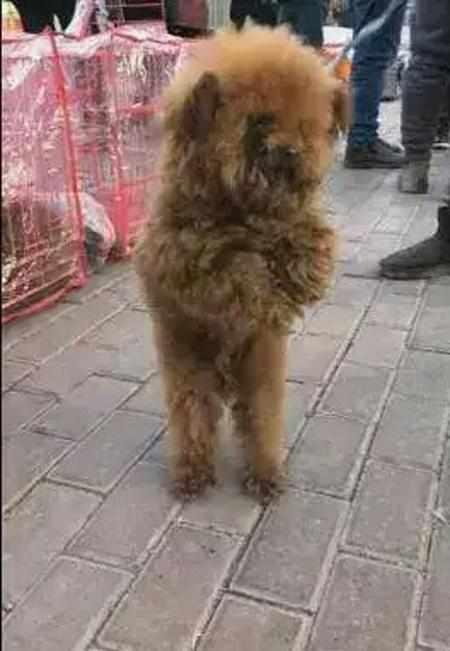 饥寒交迫的泰迪不断向周围人作揖希望有人买它
