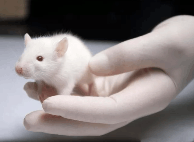 你可知首席实验动物"小白鼠",未必是白色的?