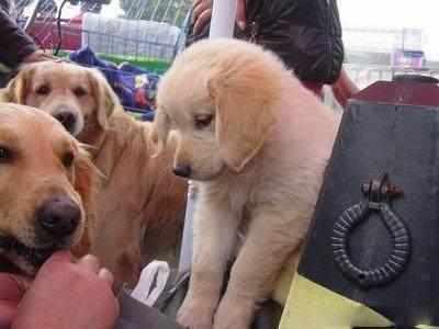 因着急出差 将待产金毛送回老家 结果意想不到