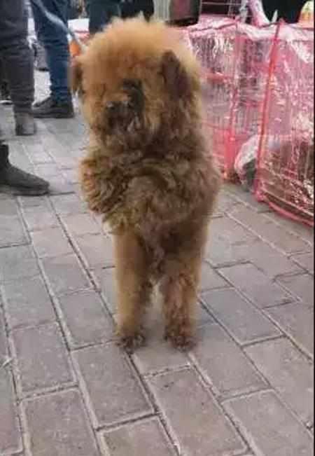 饥寒交迫的泰迪不断向周围人作揖希望有人买它