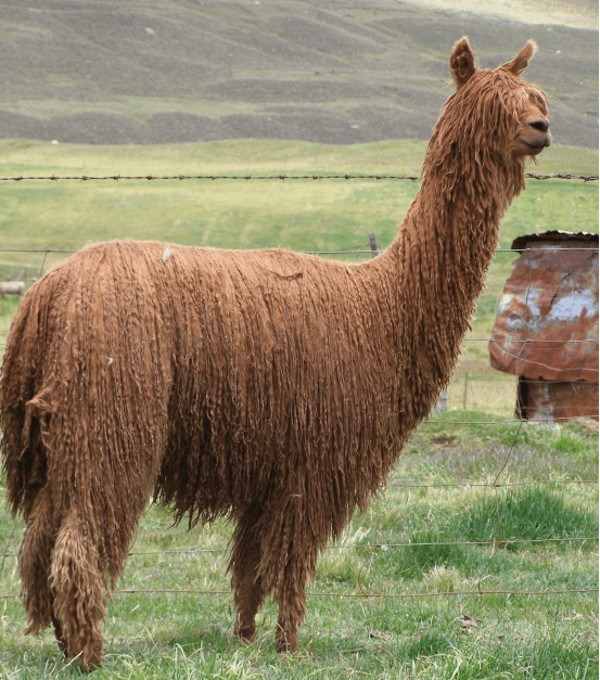 剃了毛的"神兽"羊驼, 你可曾见过?