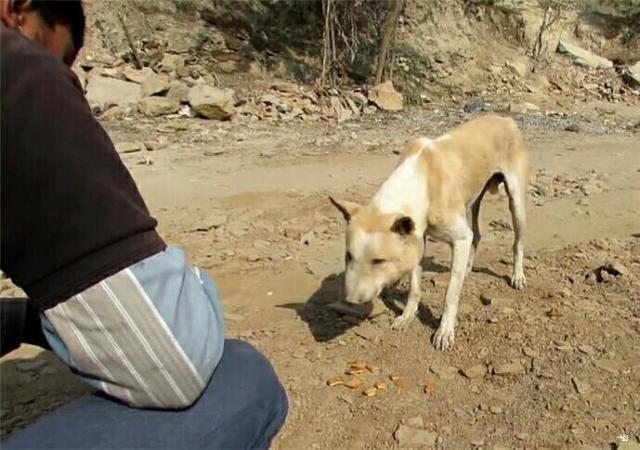 发现不知名动物 看到人主动亲近