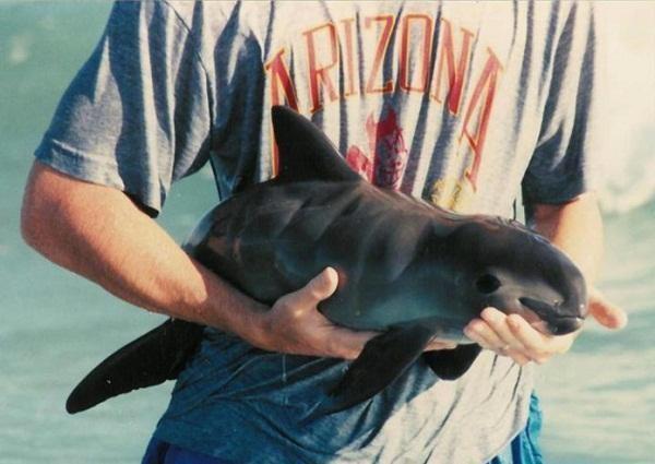 剩不到30只，海中熊猫濒临绝种，恐怕即将跟世界说永别了