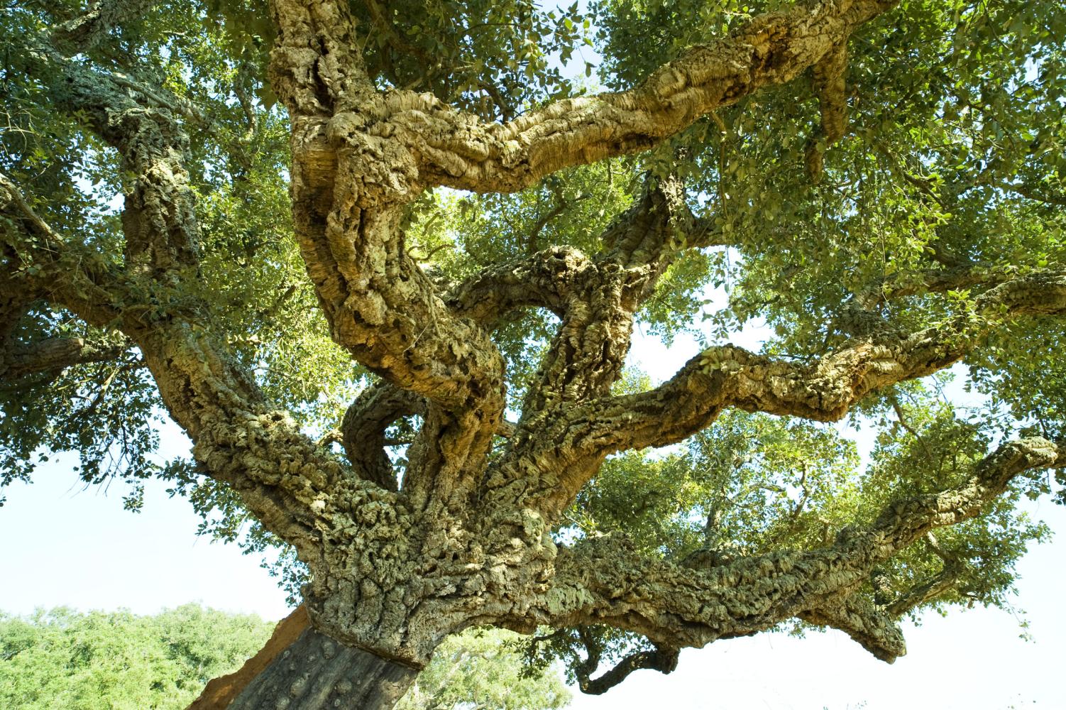 软木塞橡树.图片:internationaloaksociety