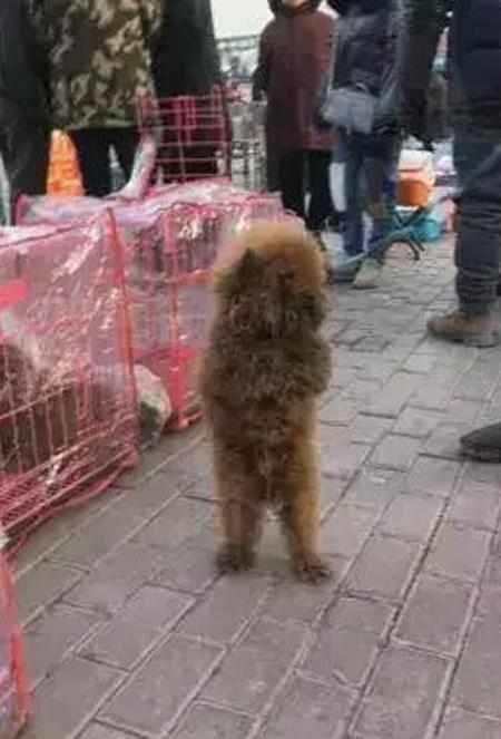 饥寒交迫的泰迪不断向周围人作揖希望有人买它