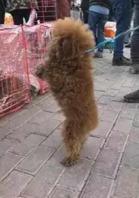 饥寒交迫的泰迪不断向周围人作揖希望有人买它