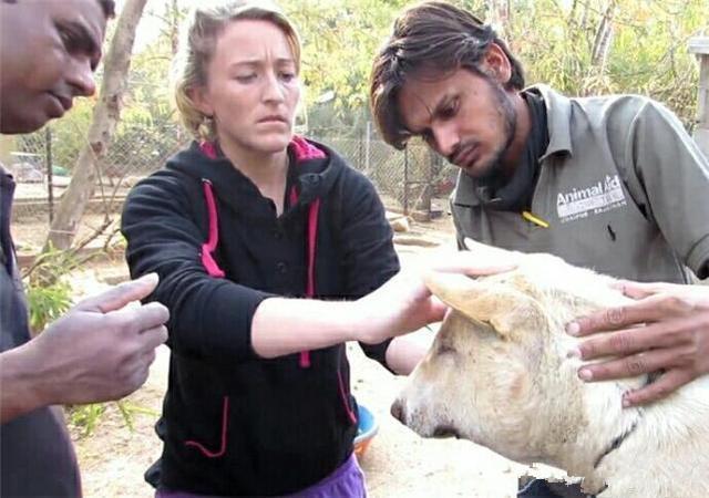 发现不知名动物 看到人主动亲近