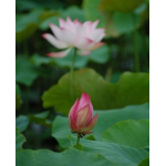 【拍客】郑州马三女撞伤民工至今无人管 知情