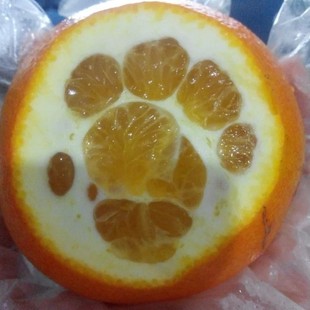 鲜果Melangeur