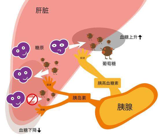 青錢柳茶針對三高問題的本源出發,能有效調節血糖,恢復病變胰島細胞