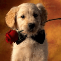 视频回顾德国瑞典赛后冲突, 听听双方主帅怎么