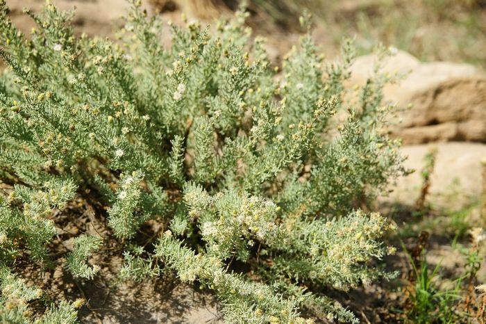 长叶红沙-国家级 重点保护植物