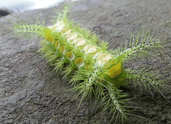 农村堪称神兽的"陆地海参", 不小心被蜇后, 第1步该怎样处理?