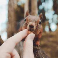 实拍: 西班牙斗牛失误精彩集锦, 不作死不会死,