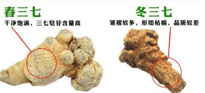 春三七与冬三七的区别