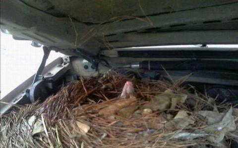 有东西竟然在这里生孩子, 声音太奇怪了