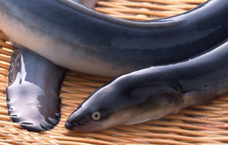 世界上最好吃的鱼系列, 你吃过几种?