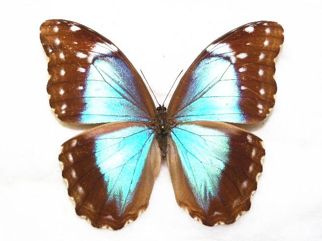 你看到的闪蝶标本可能都是做过切腹手术的